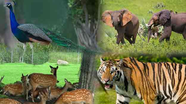 Wildlife Sanctuaries