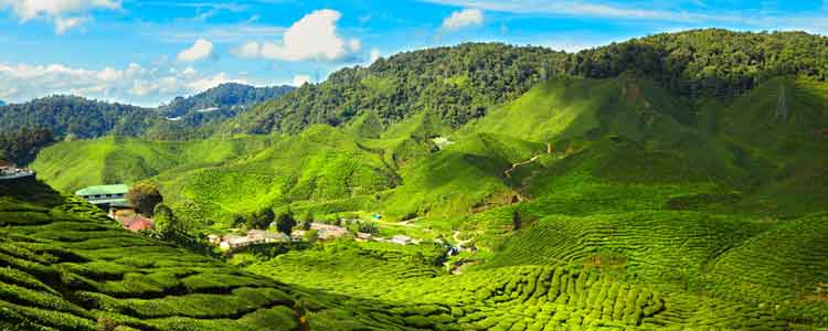 cameron highlands