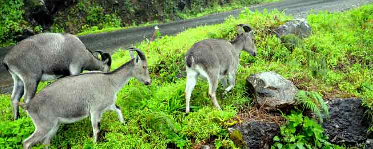 Eravikulam National Park