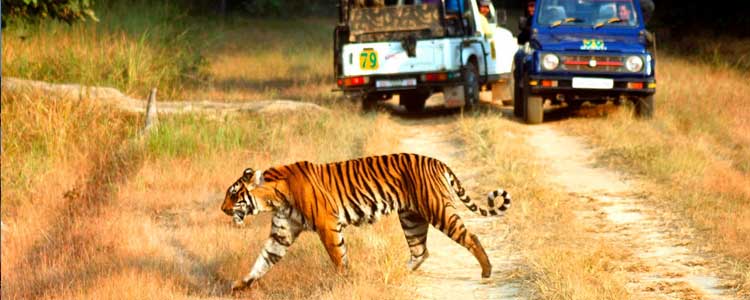 jim corbett national park