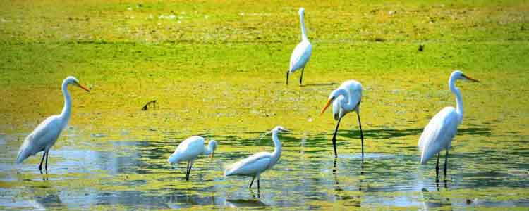 kumarakom bird sanctuary