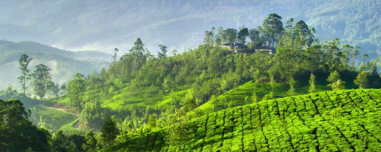 munnar Tour Packages