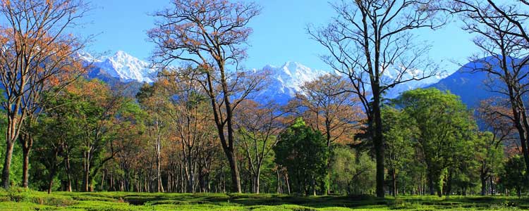 palampur honeymoon trip