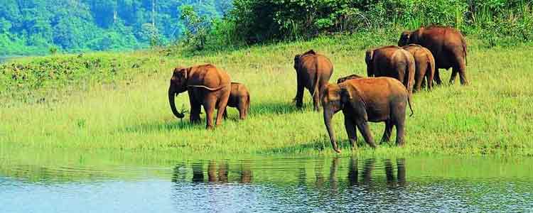 periyar wildlife sanctuary