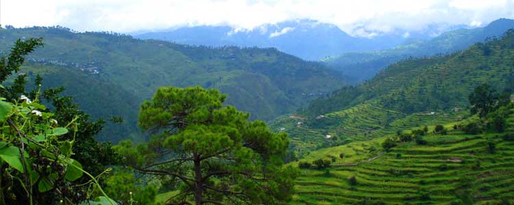 ranikhet Tour