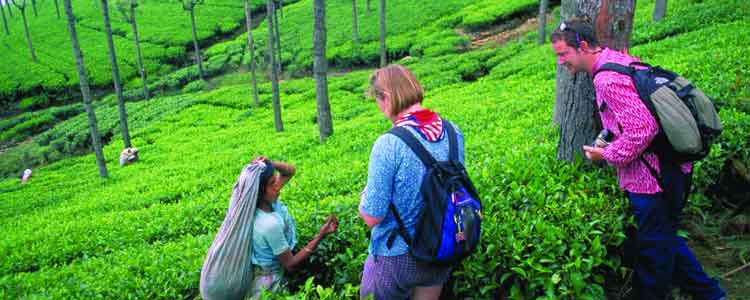 darjeeling tea garden